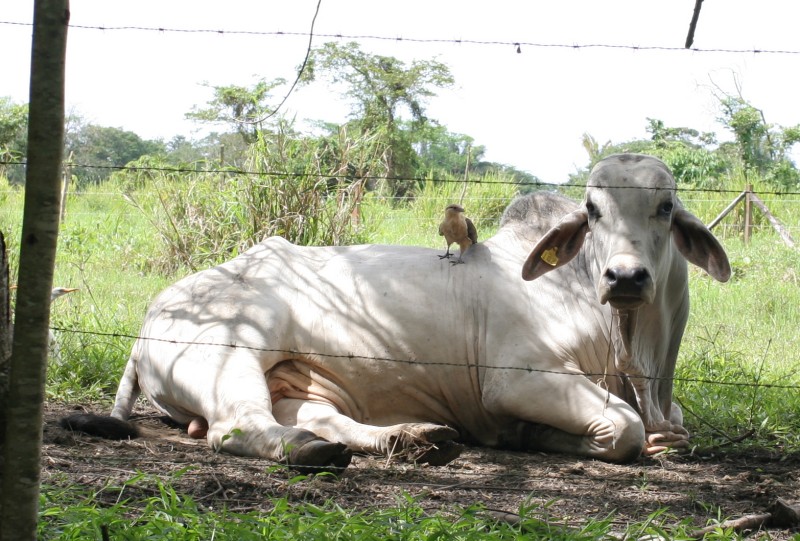 Costa Rica 2007 The Osa Peninsula